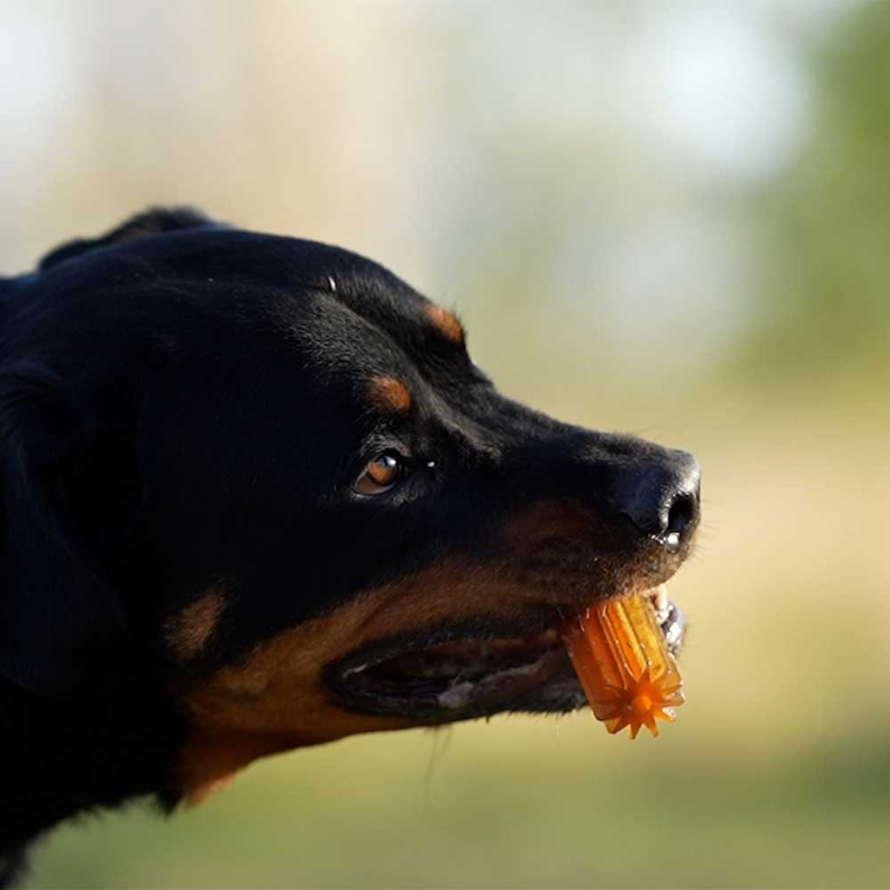 Dog Toy Scrub Clean Teether