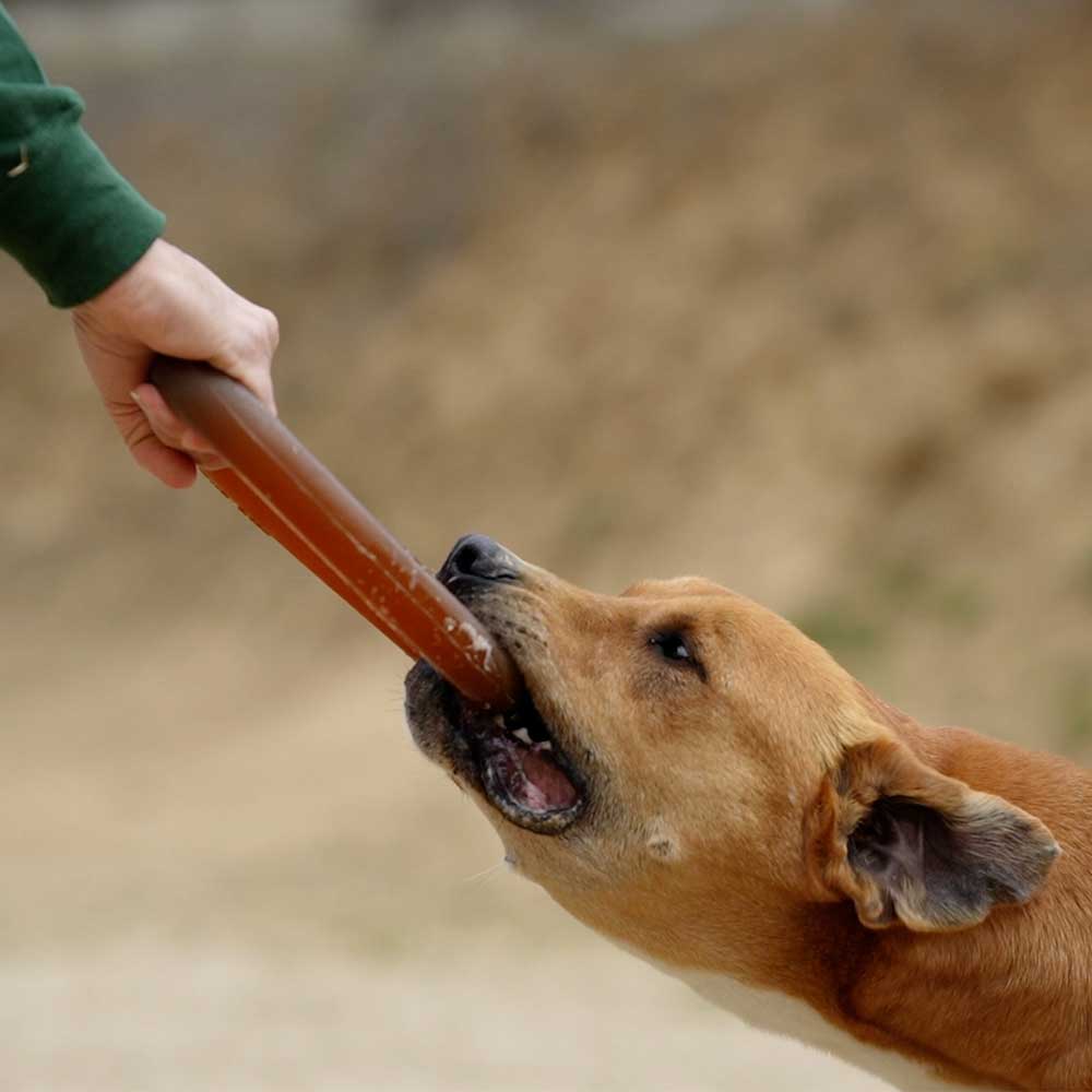 Dog Bite Toy