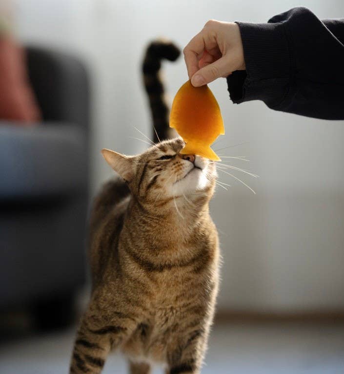 Fish Toy