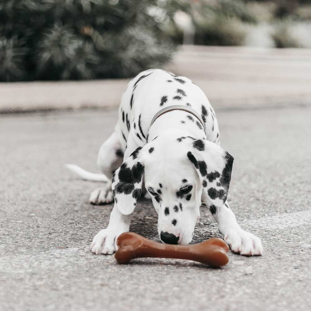 Brinquedo Osso para Cão