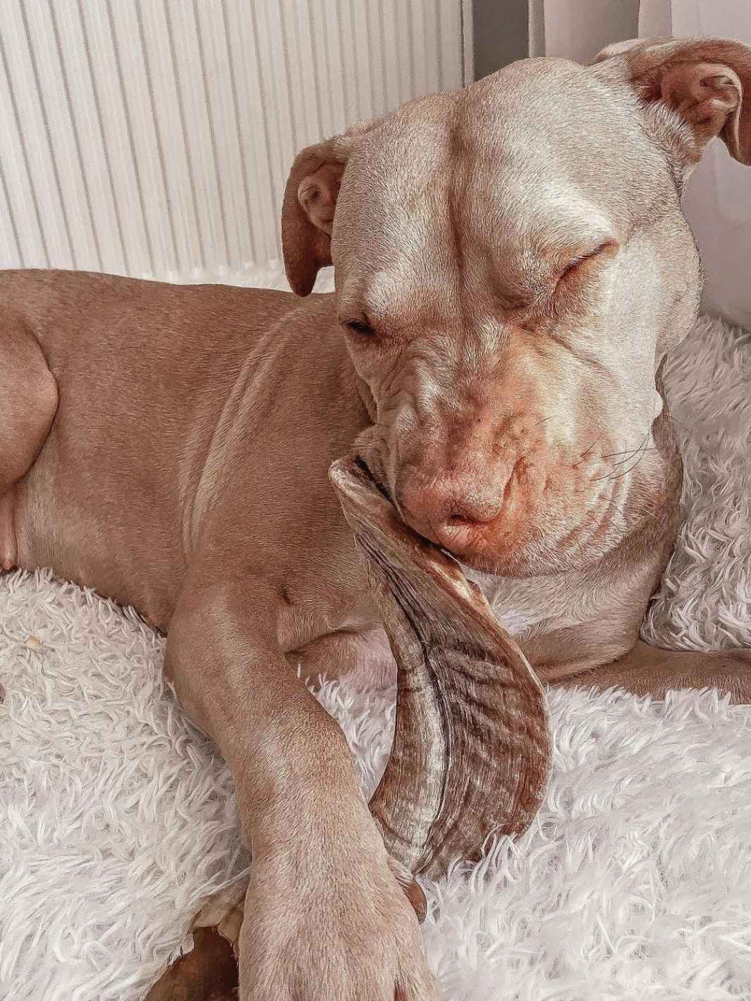Cuerno de oveja
