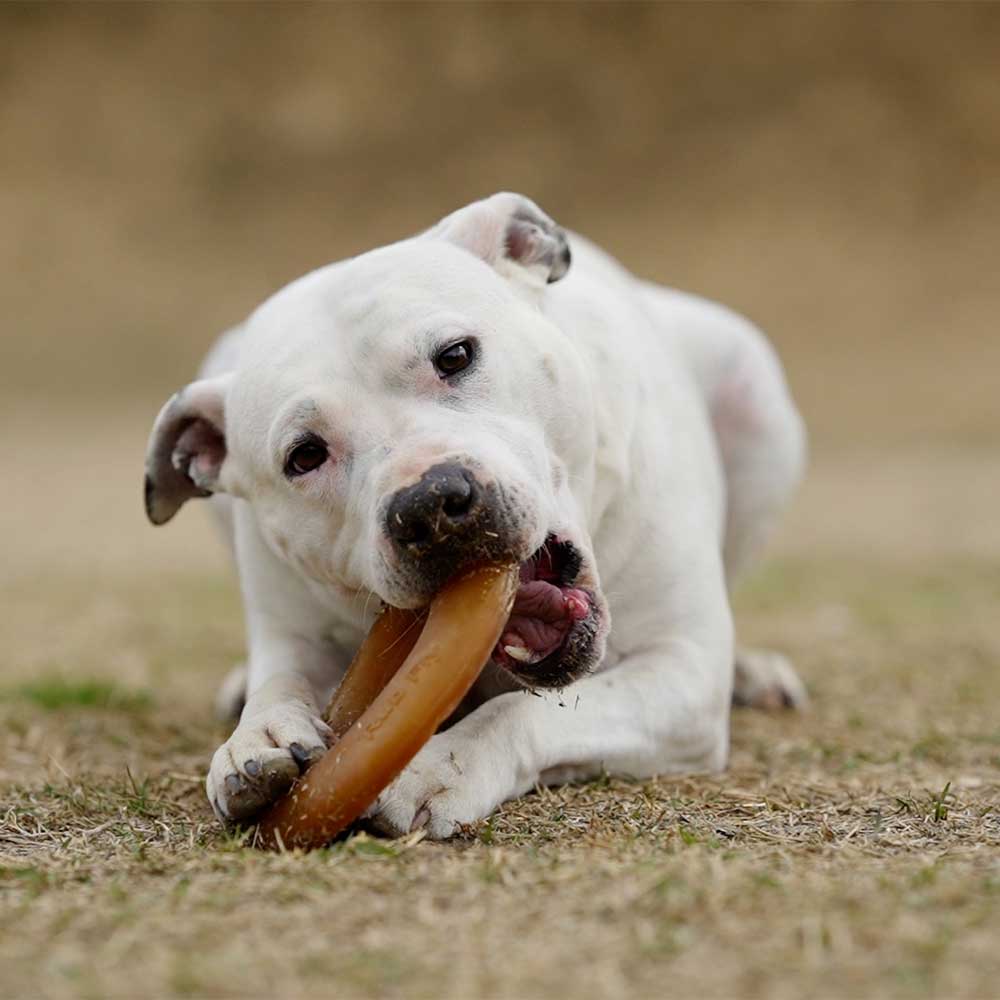 Fly Dog Toy