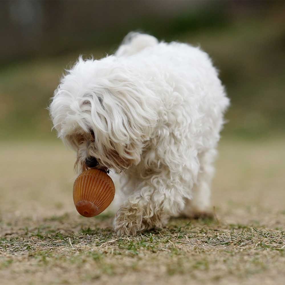 Dog Toy Gossy