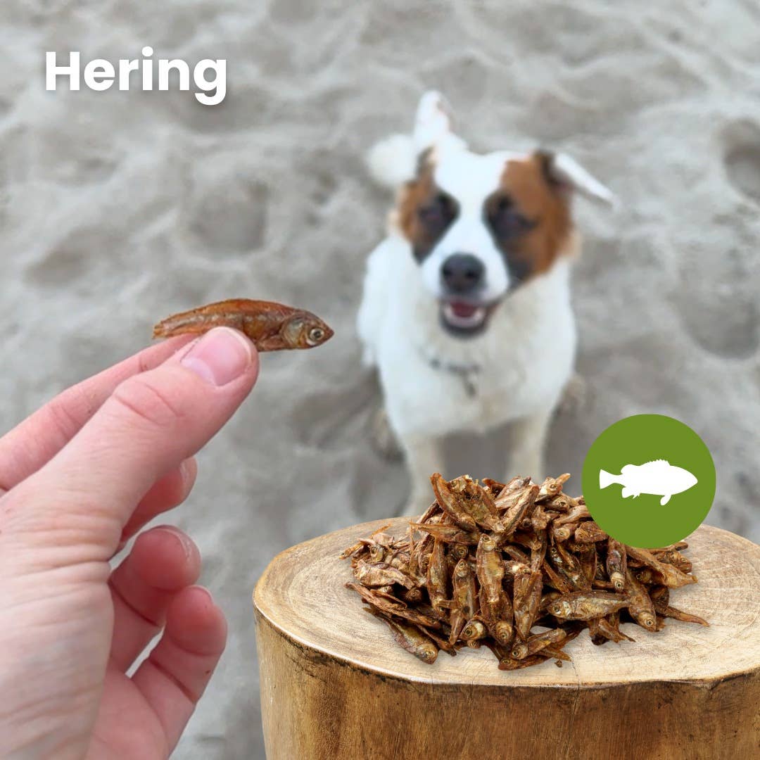 Herring - Holivier