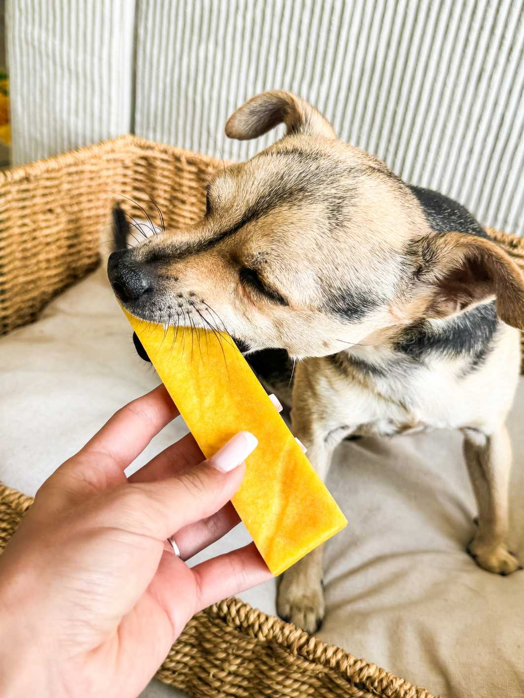 Yak Cheese For Dogs