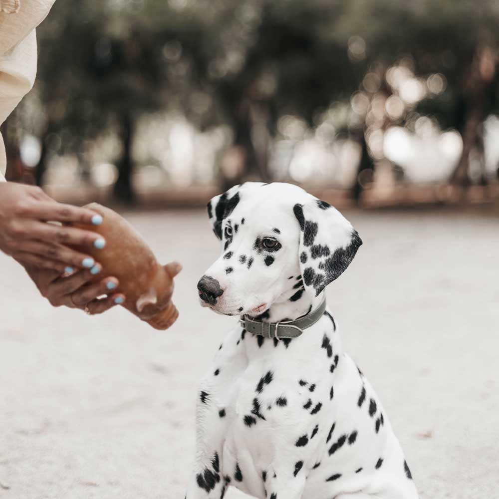 Rub Dog Money Box Toy - L
