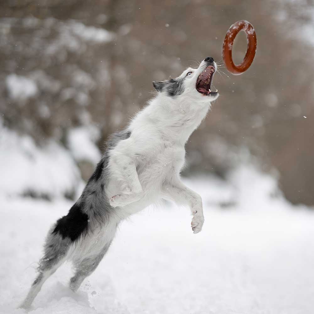 Dog Bite Toy