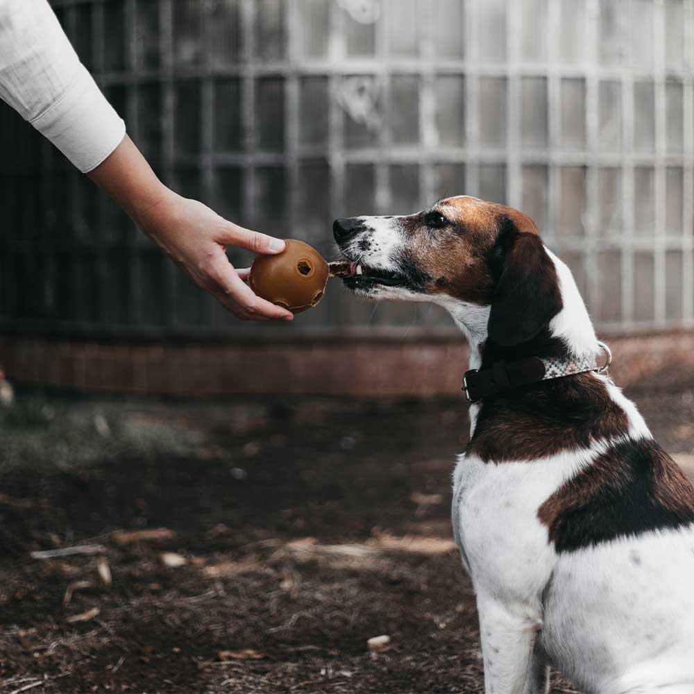 Toy with Holes for Dogs