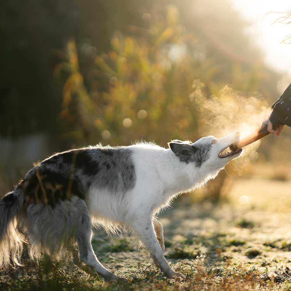 Dog Bite Toy
