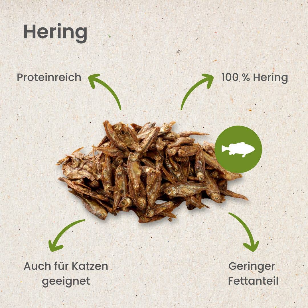 Herring - Holivier