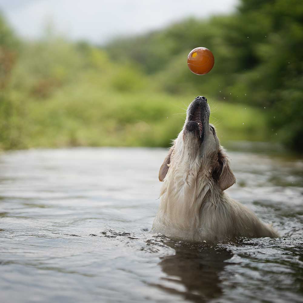 Dog Toy Made of Resin