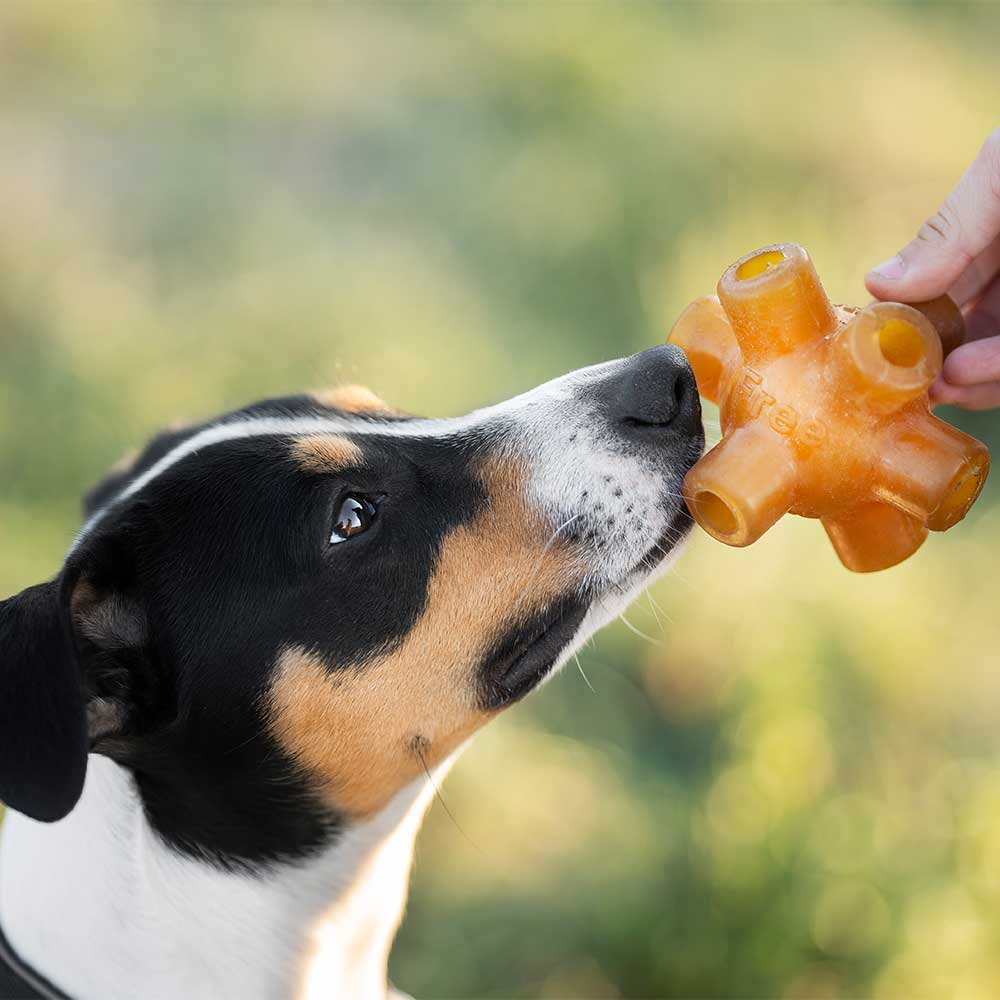 Dog Toy - Free Jump