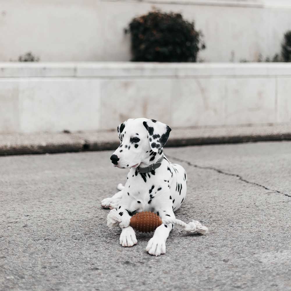 Rugby Spike & Rope Dog Toy - M
