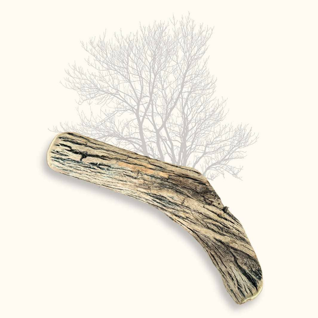 Driftwood piece on a white background with a silhouette of a tree.
