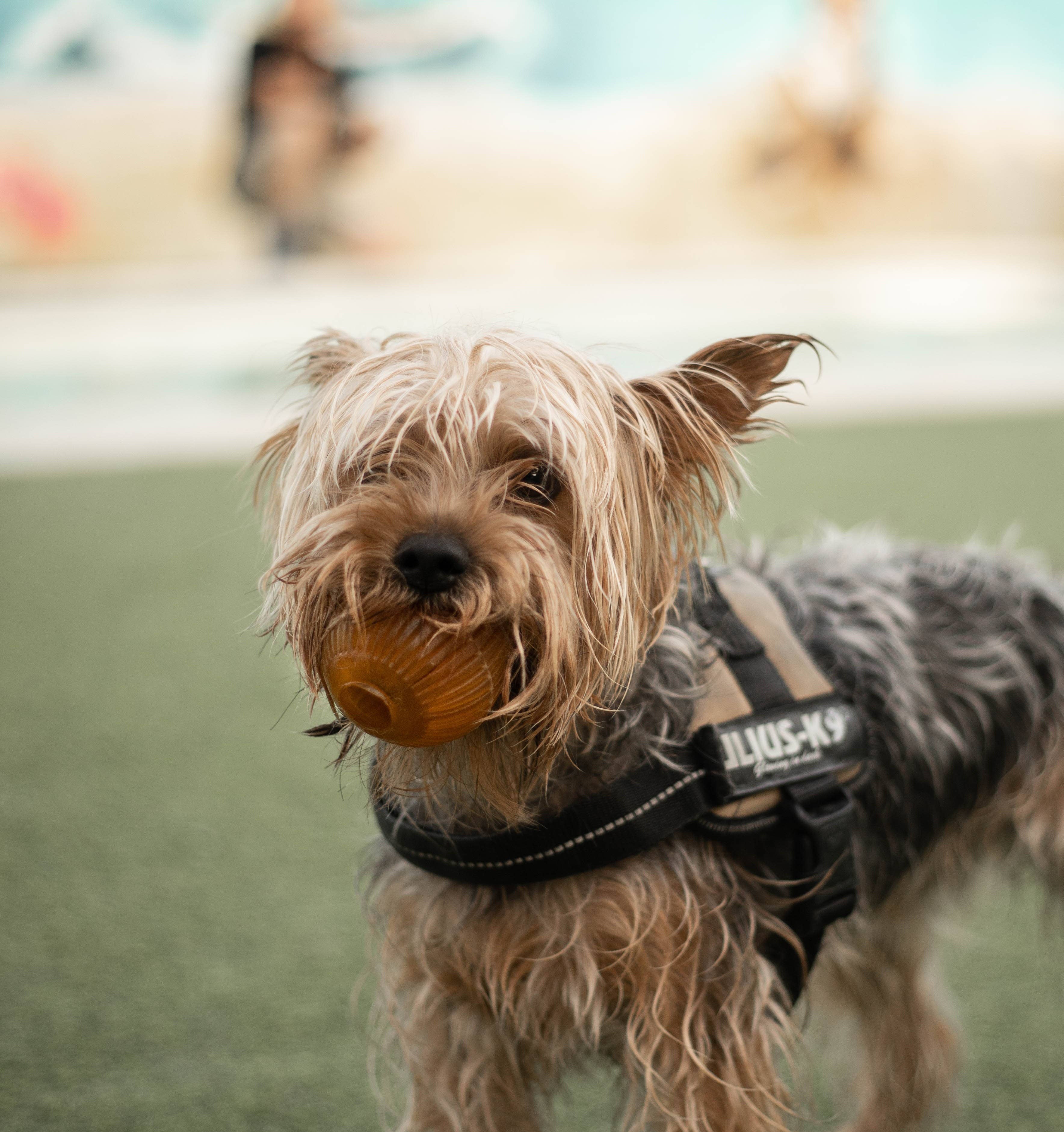 Dog Toy Gossy