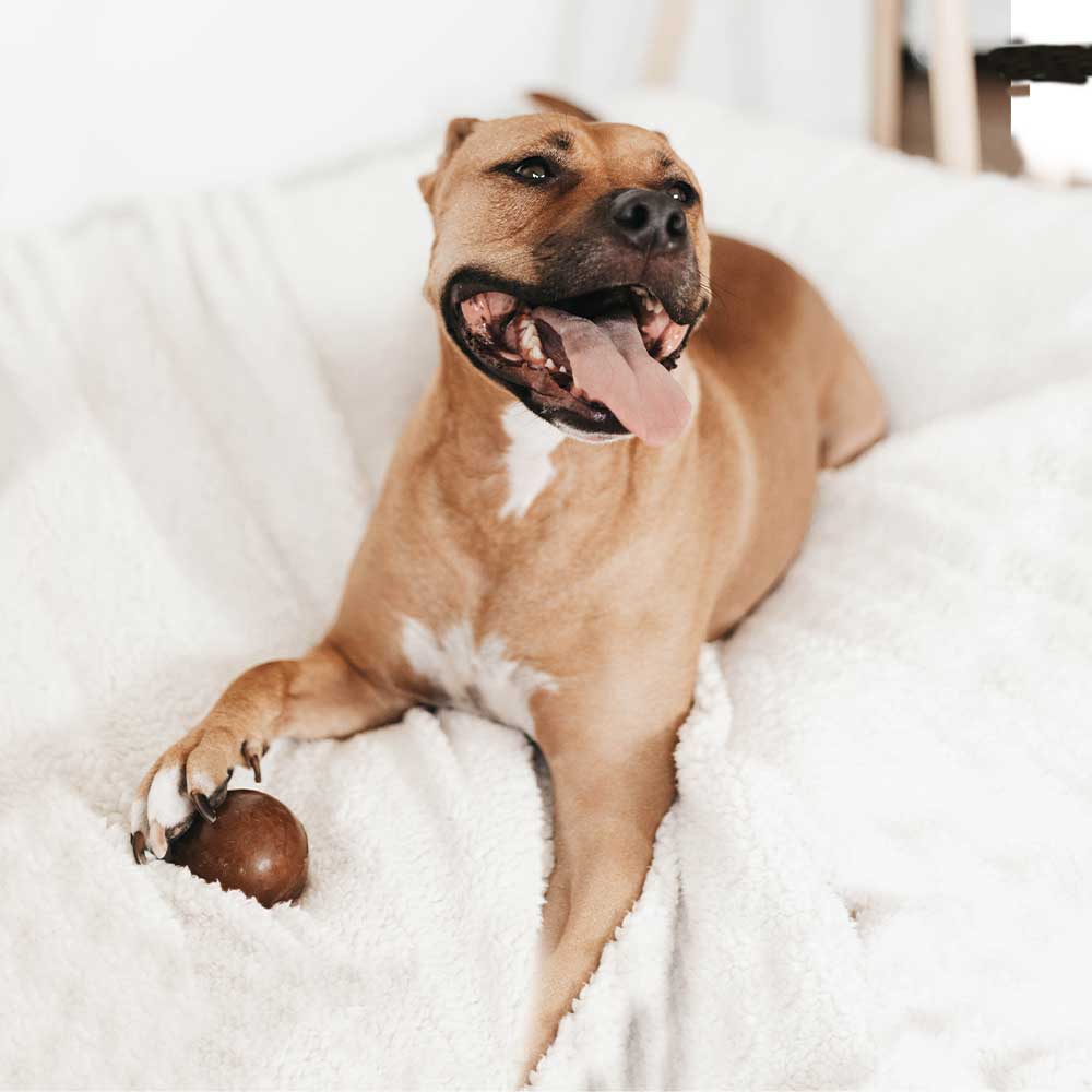 Strong Ball Dog Toy (L)
