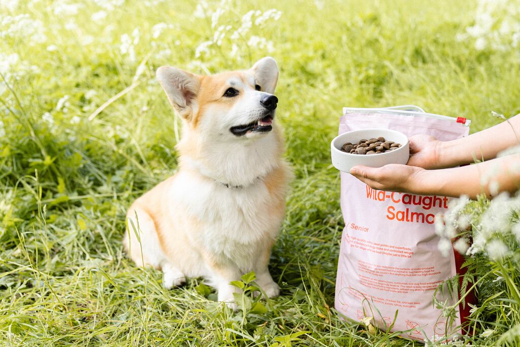 Buddy: Wild-Caught Salmon