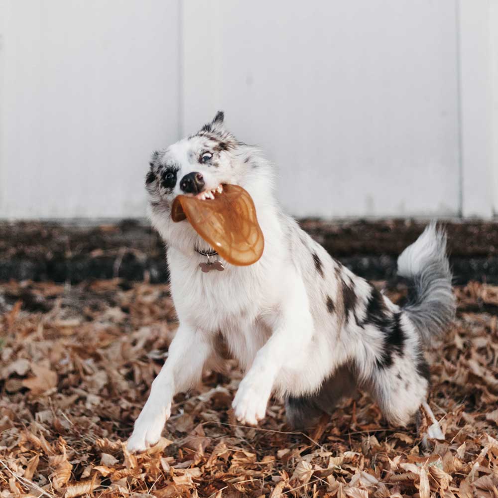 Air Dog Toy
