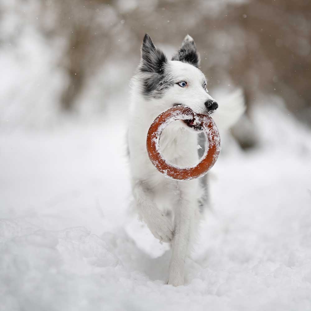 Dog Bite Toy