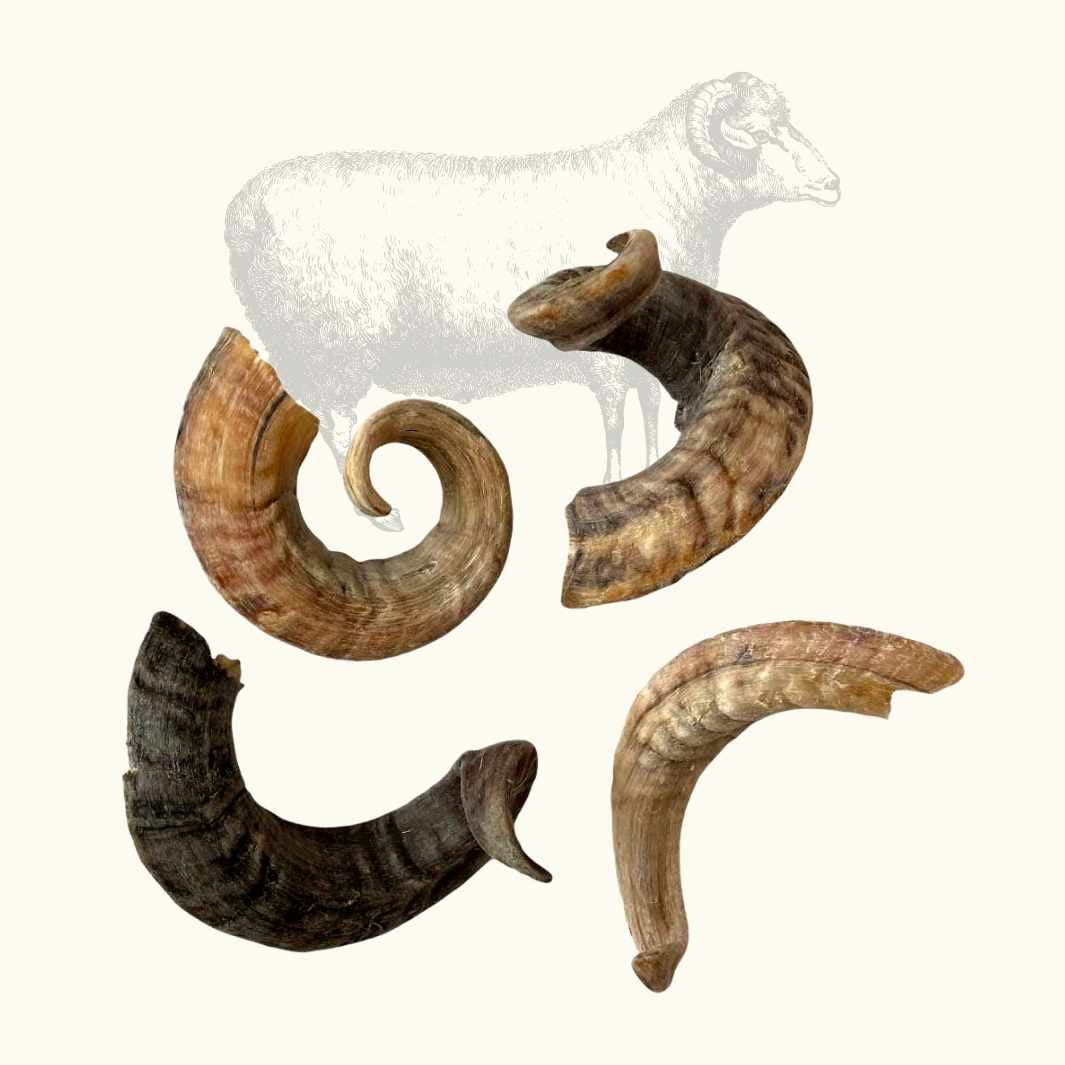 Cuerno de oveja
