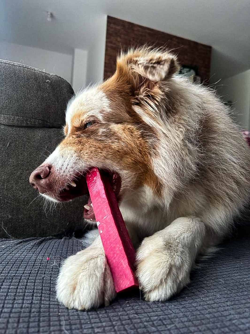 Yak Cheese For Dogs