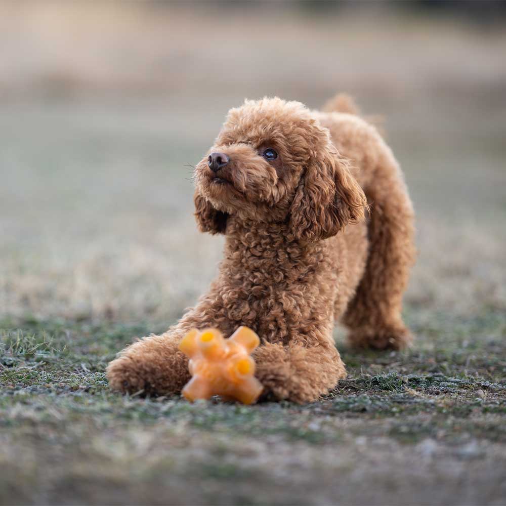 Dog Toy - Free Jump