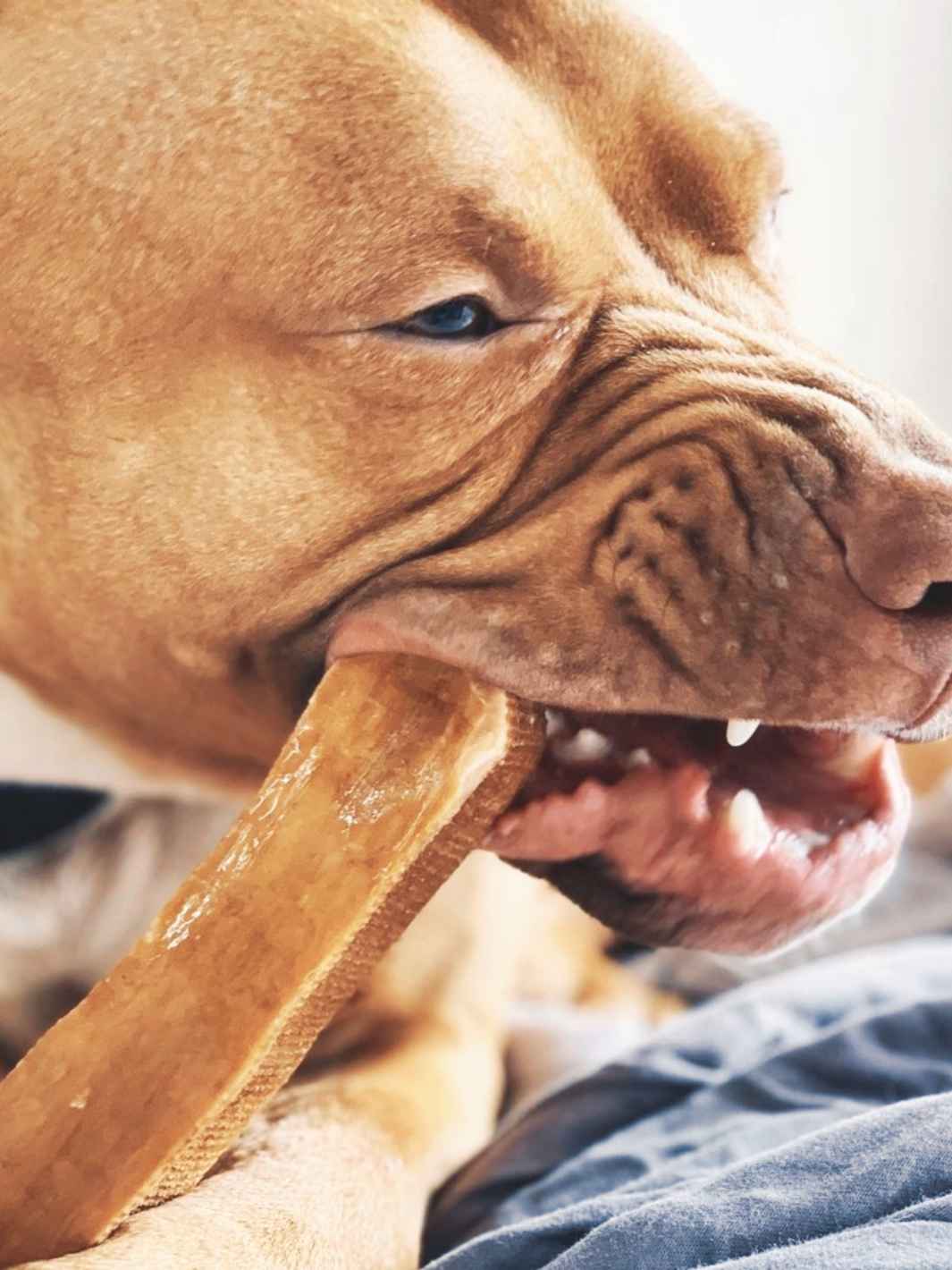 Yak Cheese For Dogs
