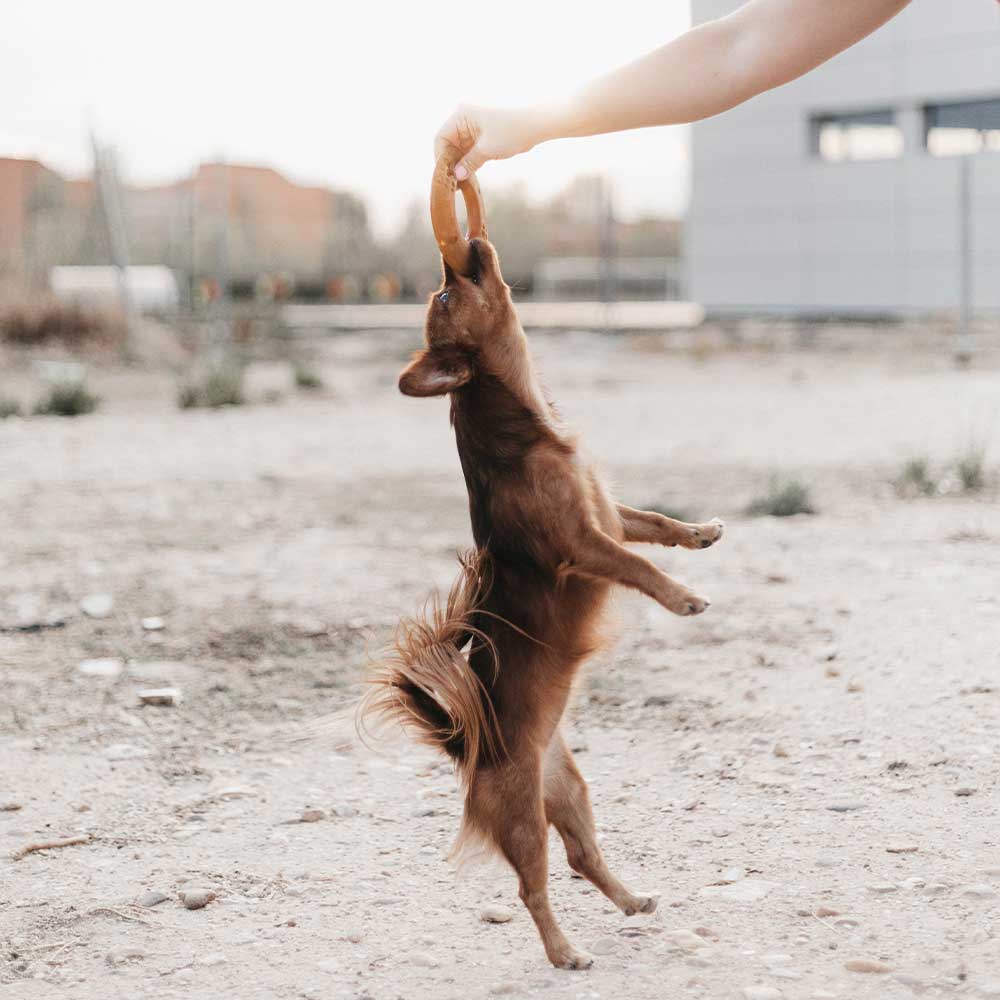 Fly Dog Toy