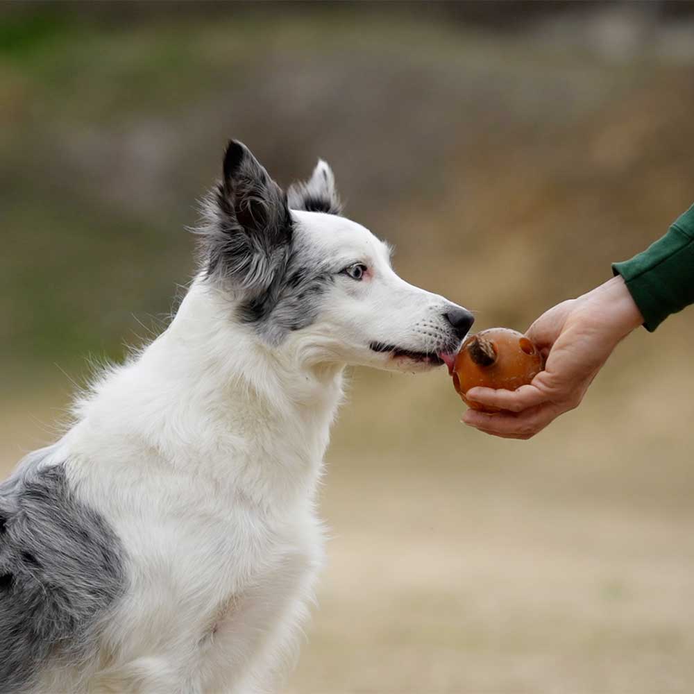 Toy with Holes for Dogs
