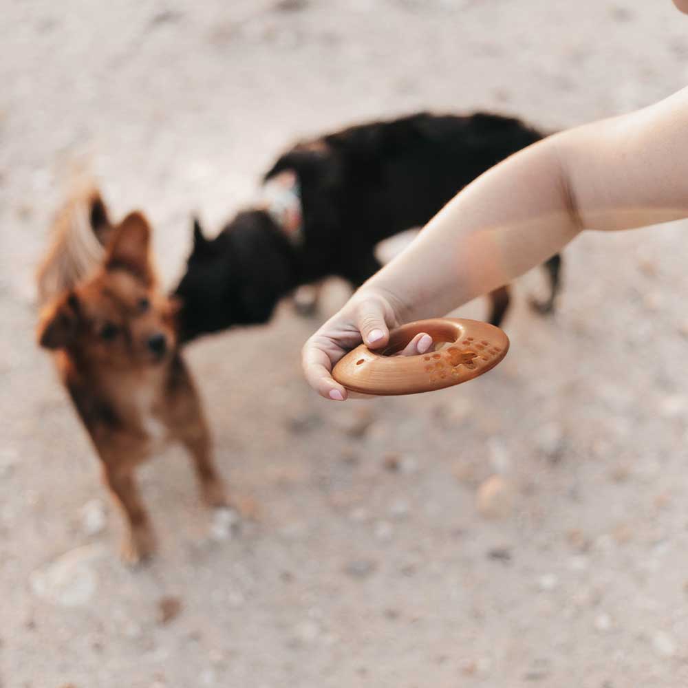 Fly Dog Toy