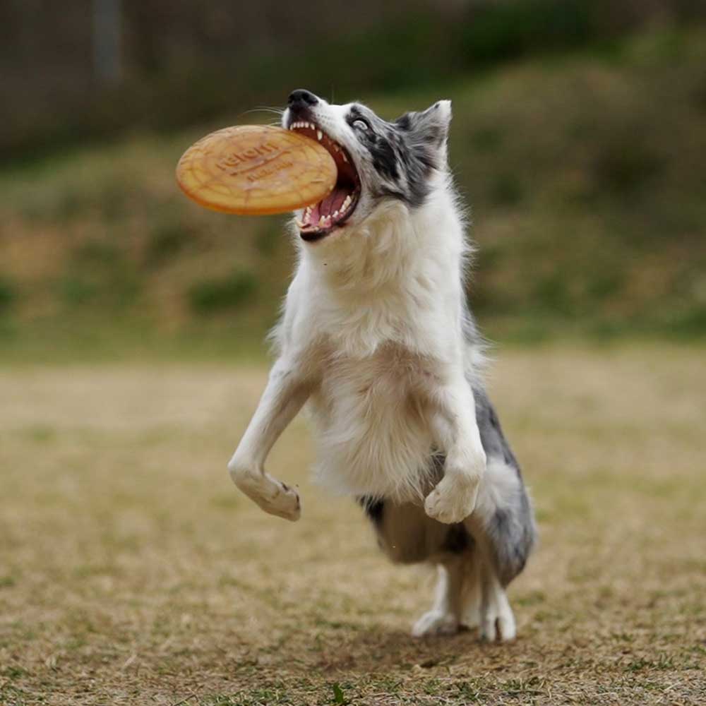 Air Dog Toy