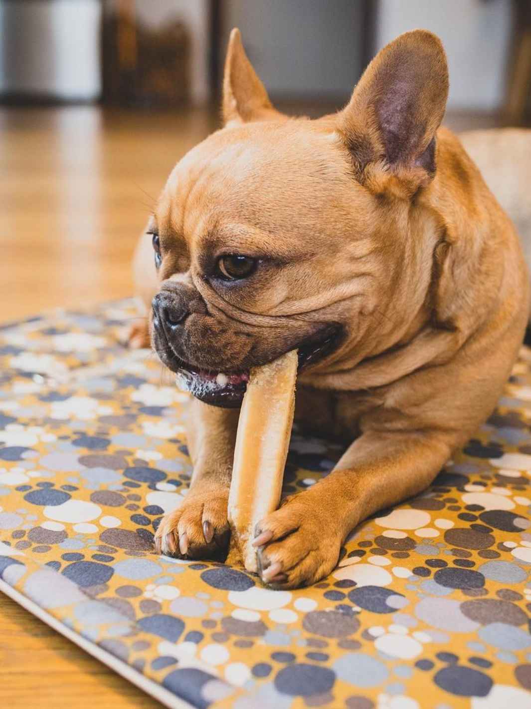 Yak Cheese For Dogs