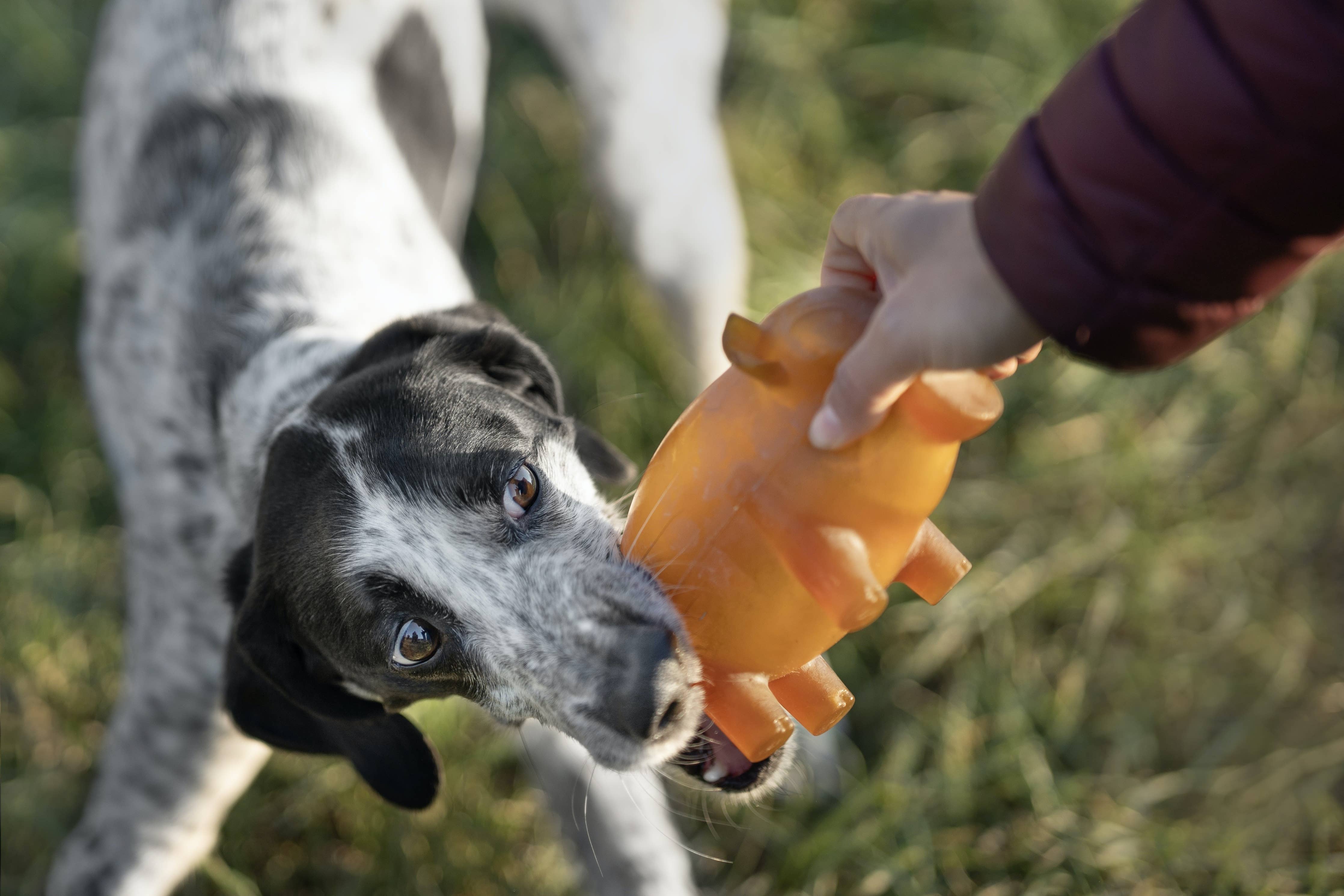 Rub Dog Money Box Toy - L