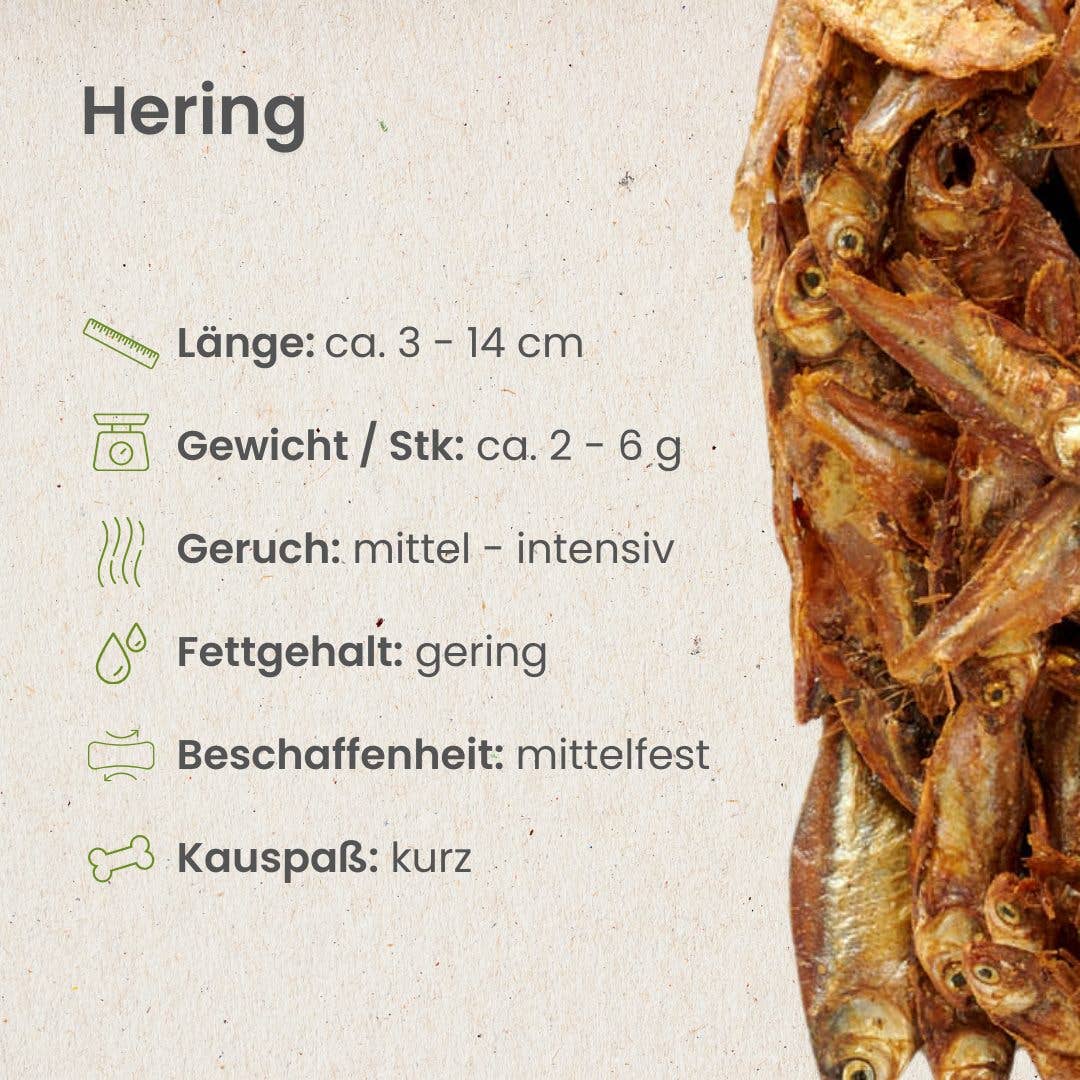 Herring - Holivier