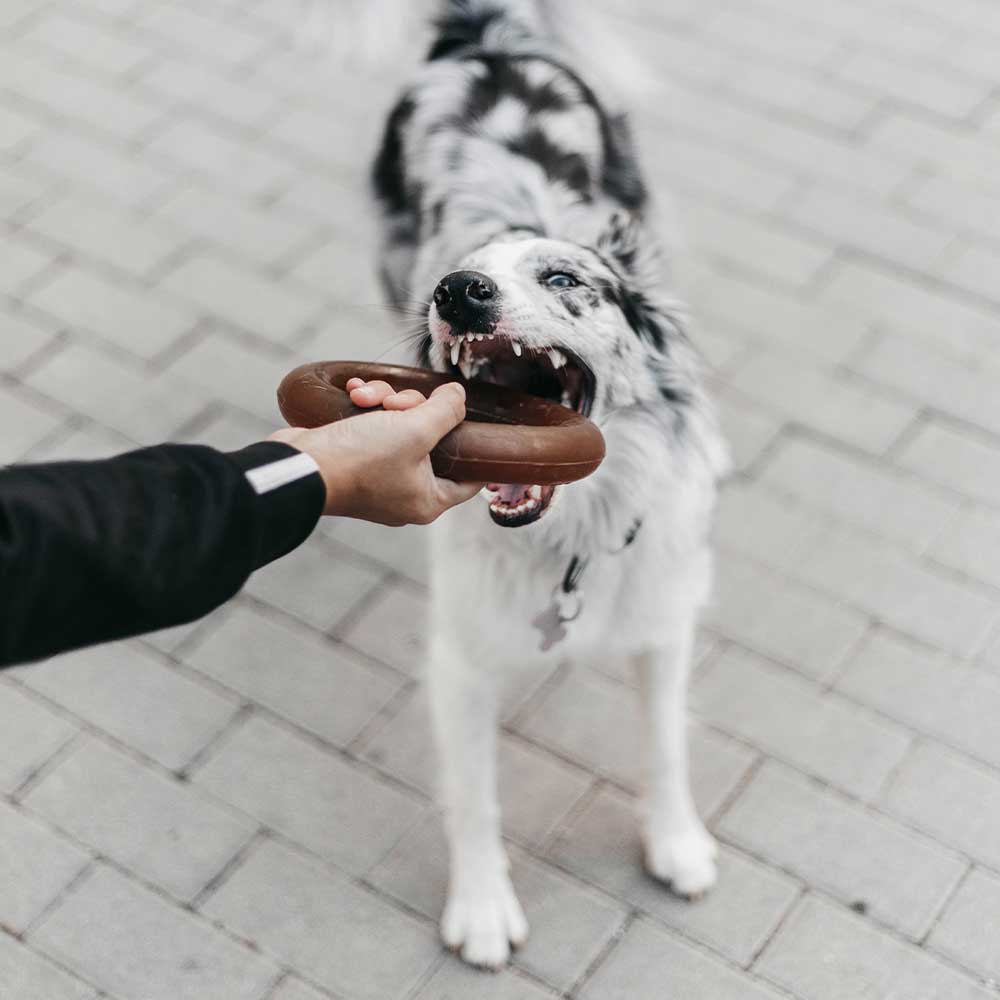 Dog Bite Toy
