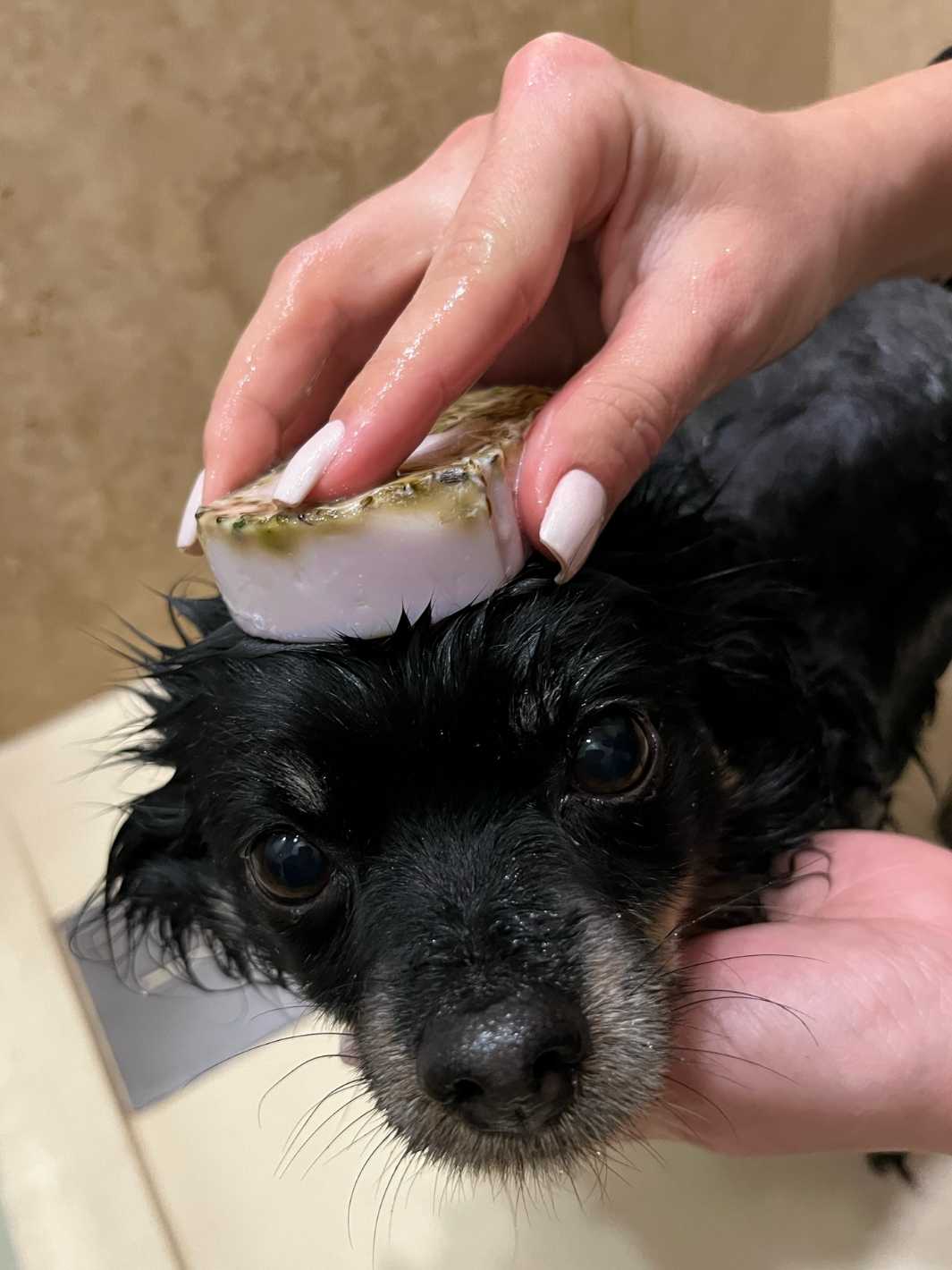 Flohshampoo für Hunde