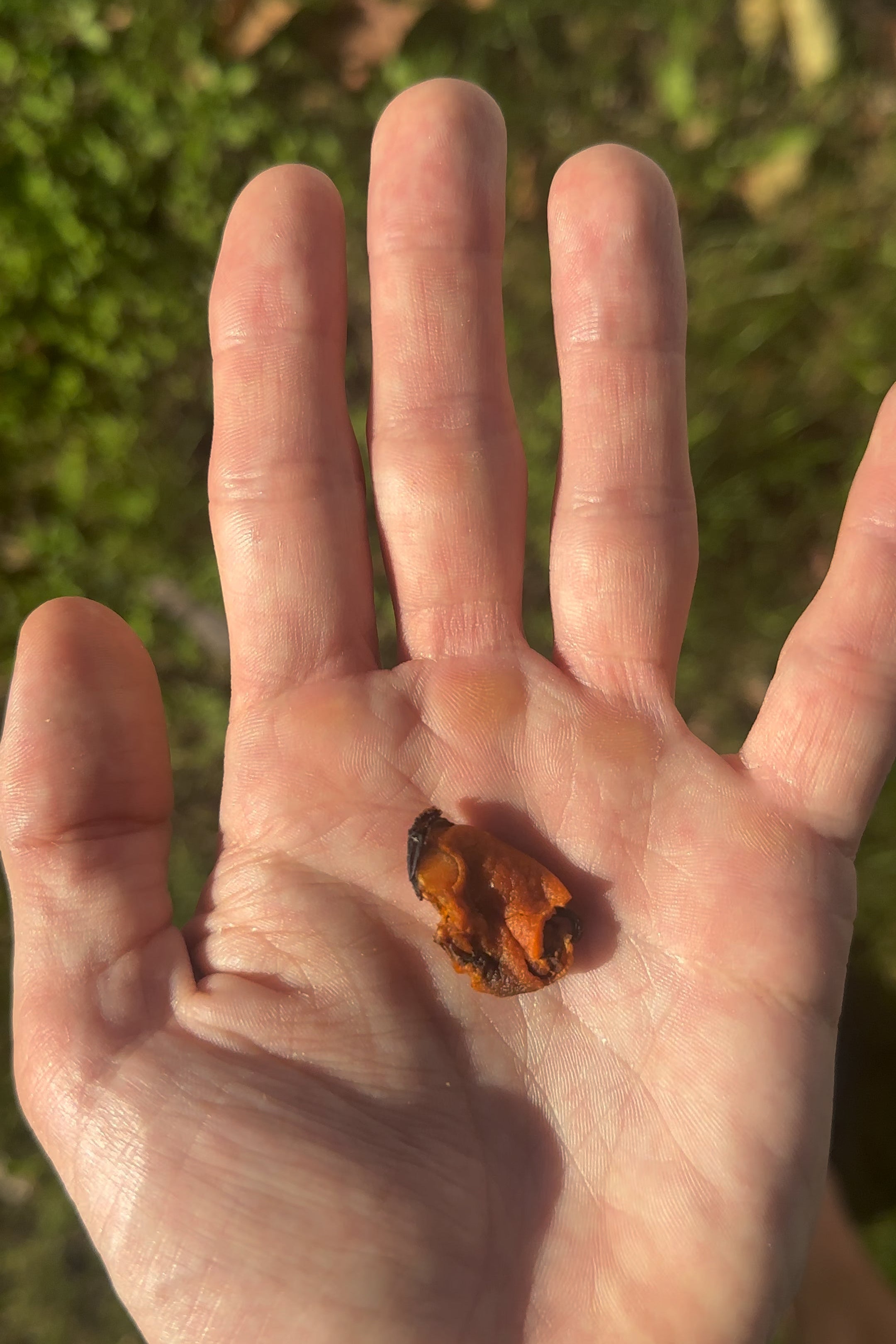 Butterfly on a person's hand with a natural background