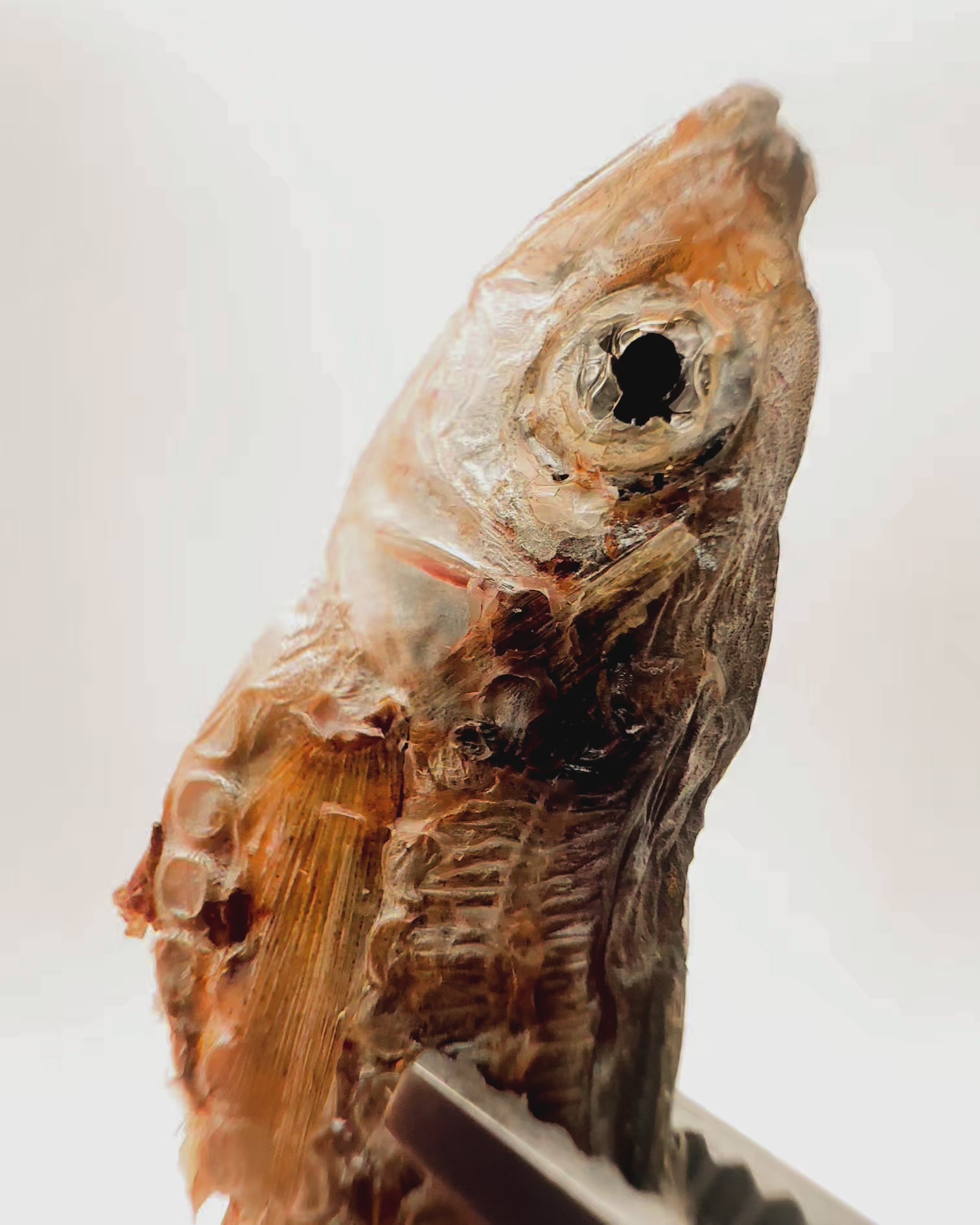 Sprat
