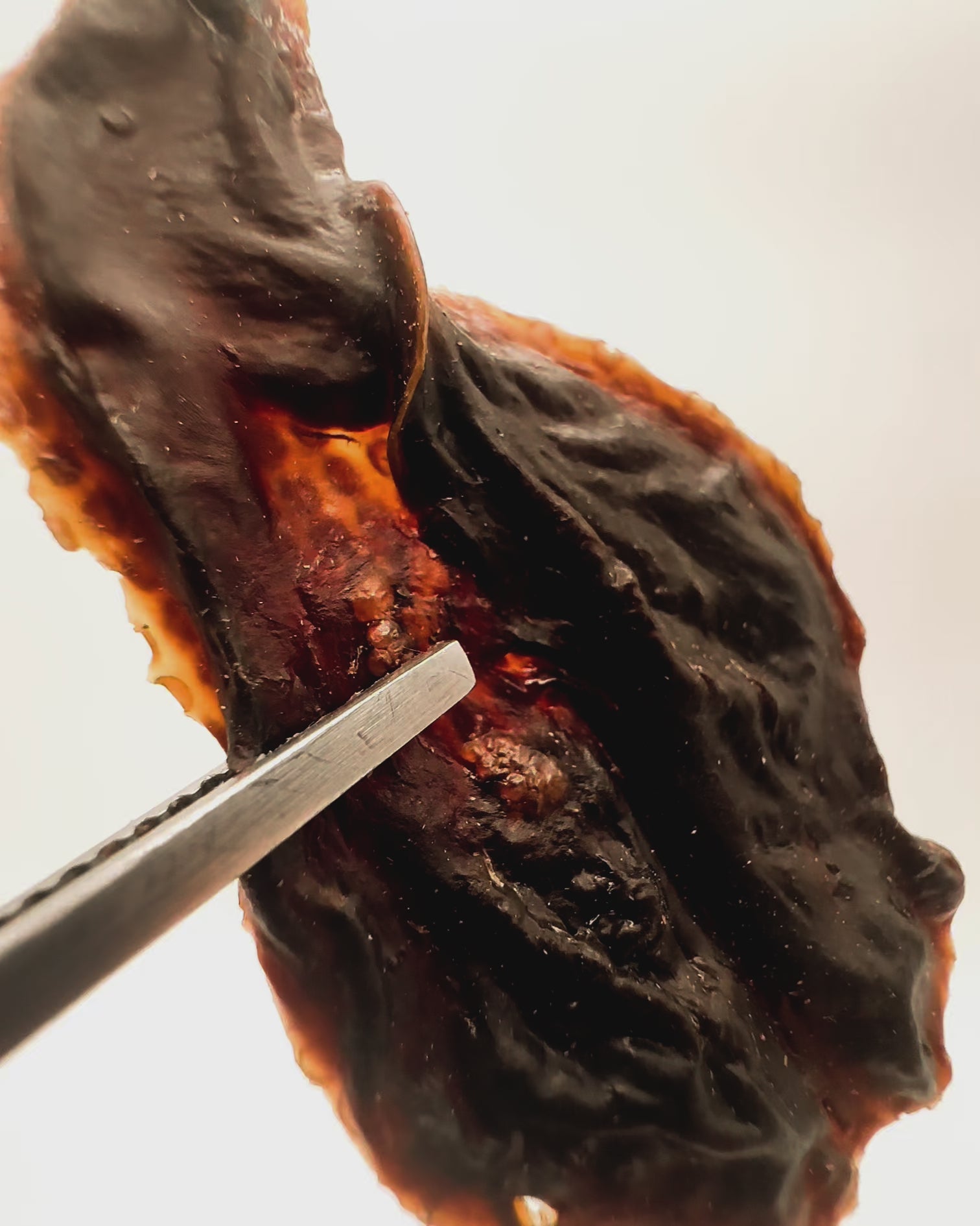 Liver