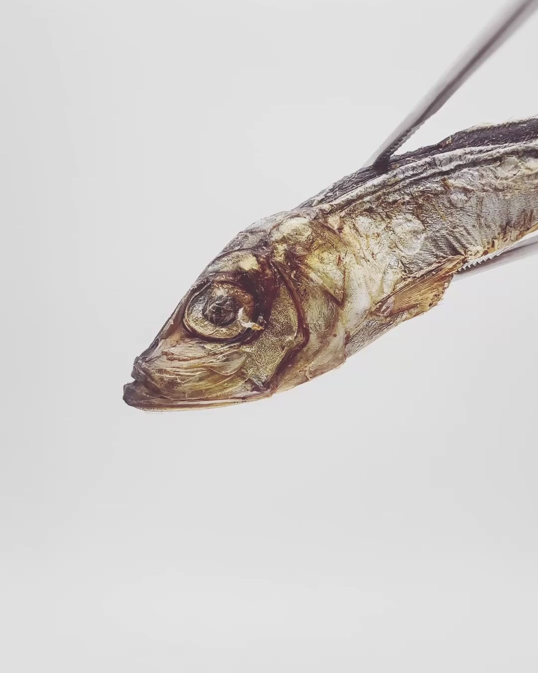 Herring