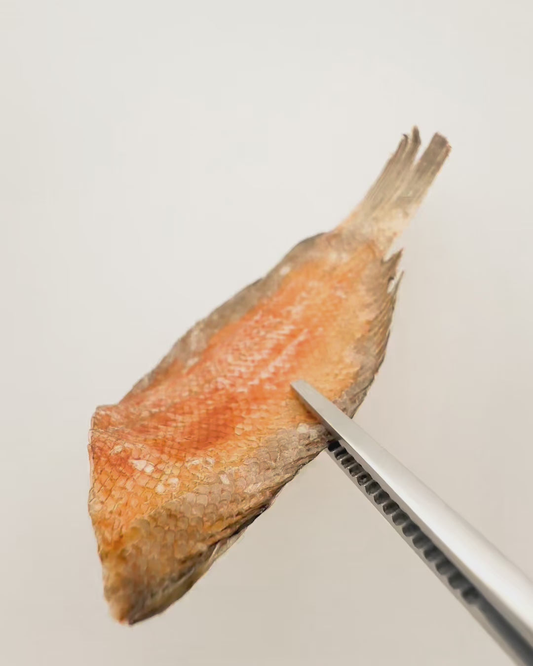 Flounder