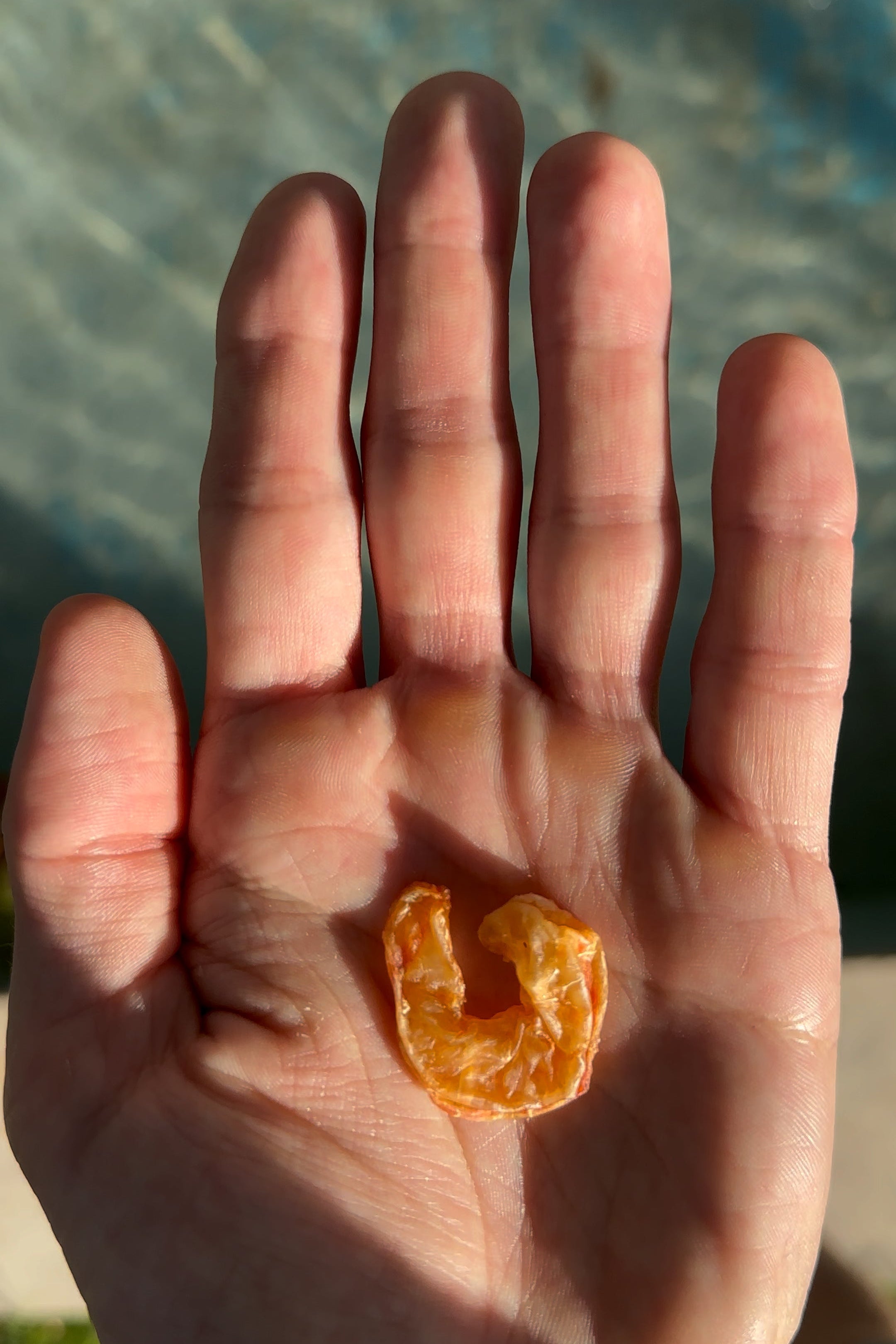 Hand holding a shrimp with a blurred outdoor background